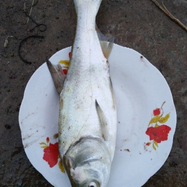 白鲢苗
