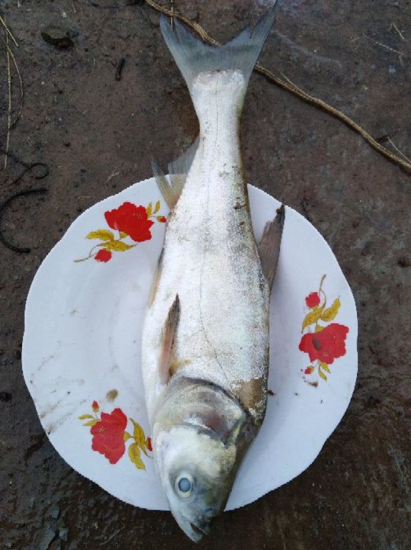 白鲢苗