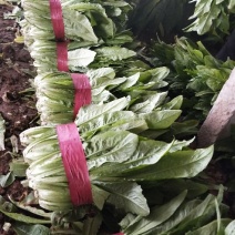 油麦菜25~30cm以上