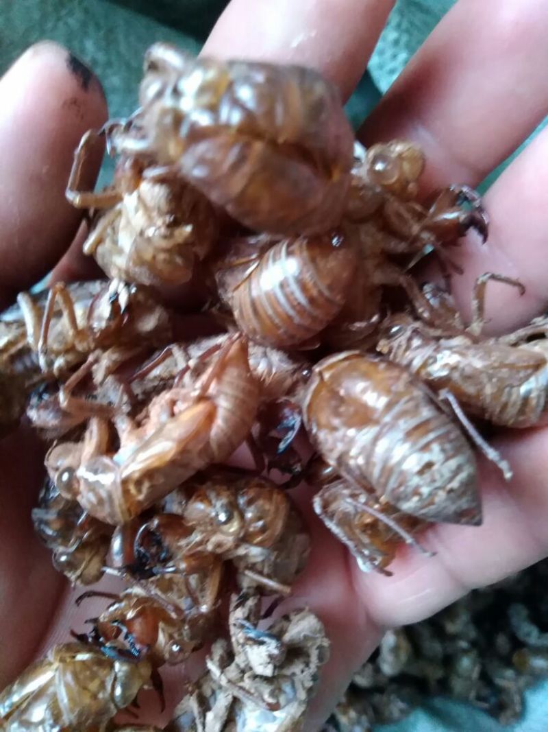 蝉蜕统货、产地一手货源
