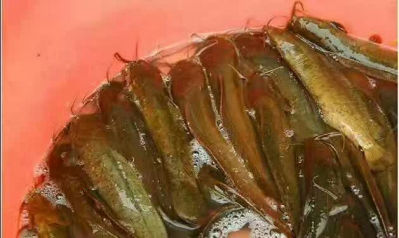 池鲤鱼食用1~2公斤