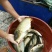 池鲤鱼食用1~2公斤