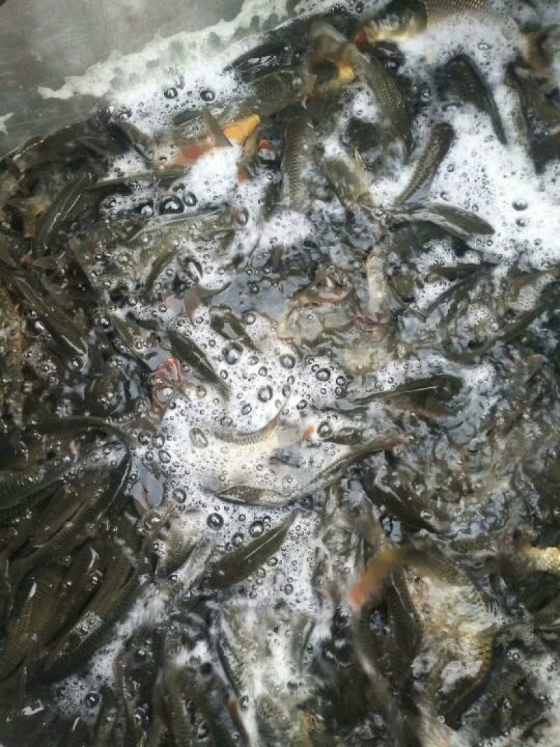 池鲤鱼食用1~2公斤