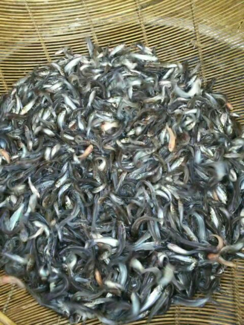 池鲤鱼食用1~2公斤