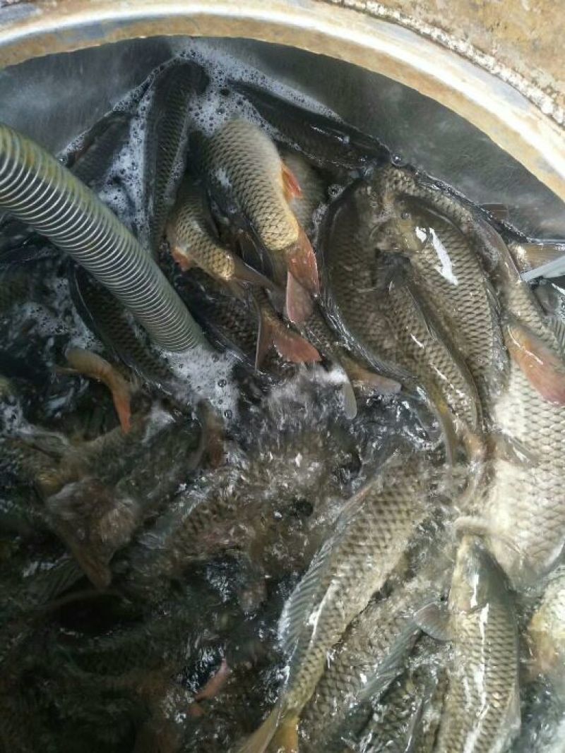 池鲤鱼食用1~2公斤