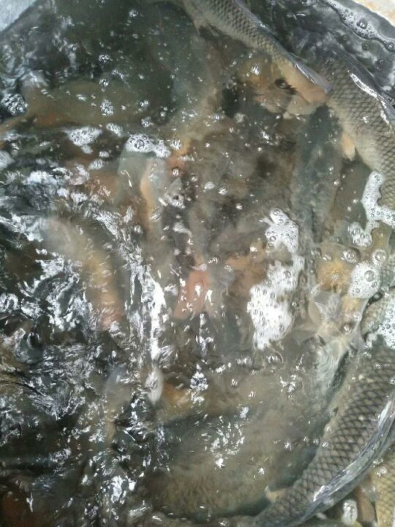 池鲤鱼食用1~2公斤