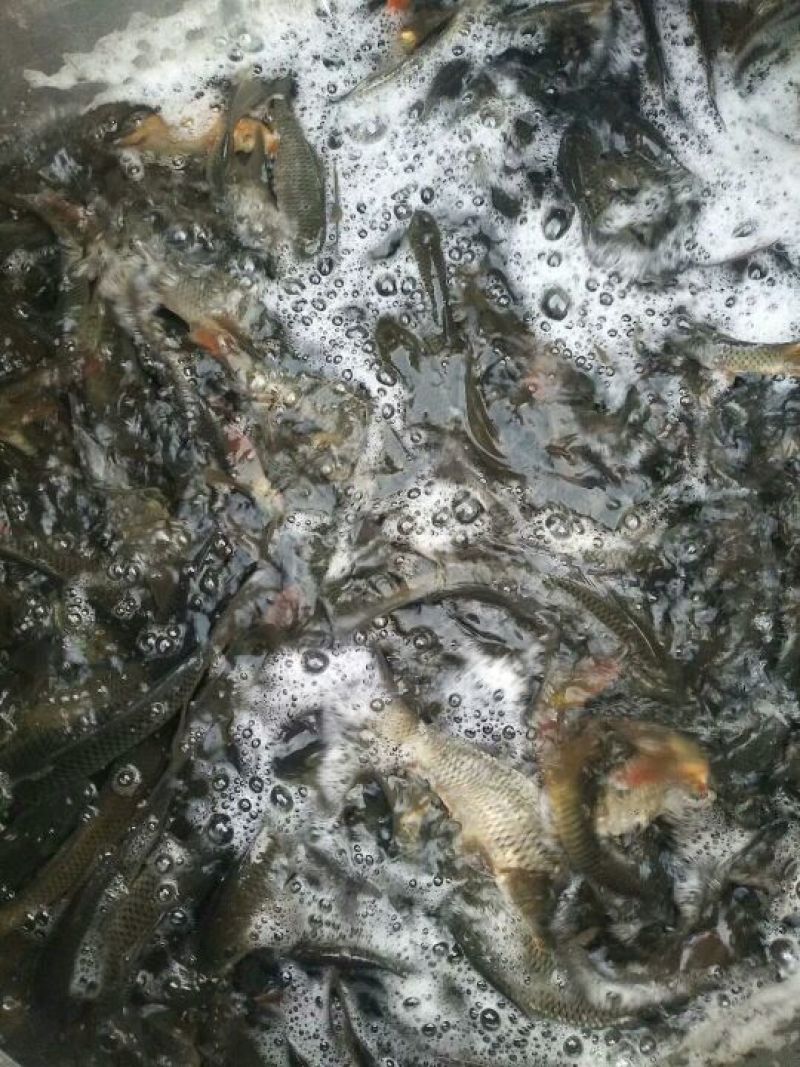 池鲤鱼食用1~2公斤