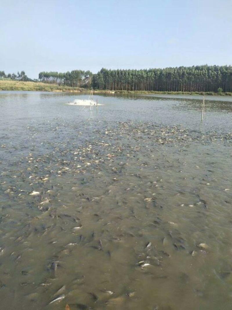 池鲤鱼食用1~2公斤