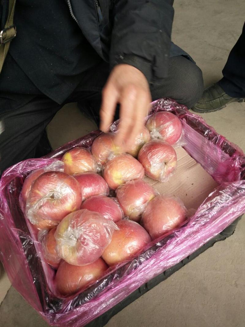 山西临猗坡上红富士苹果膜袋冰糖心1.0元/斤
