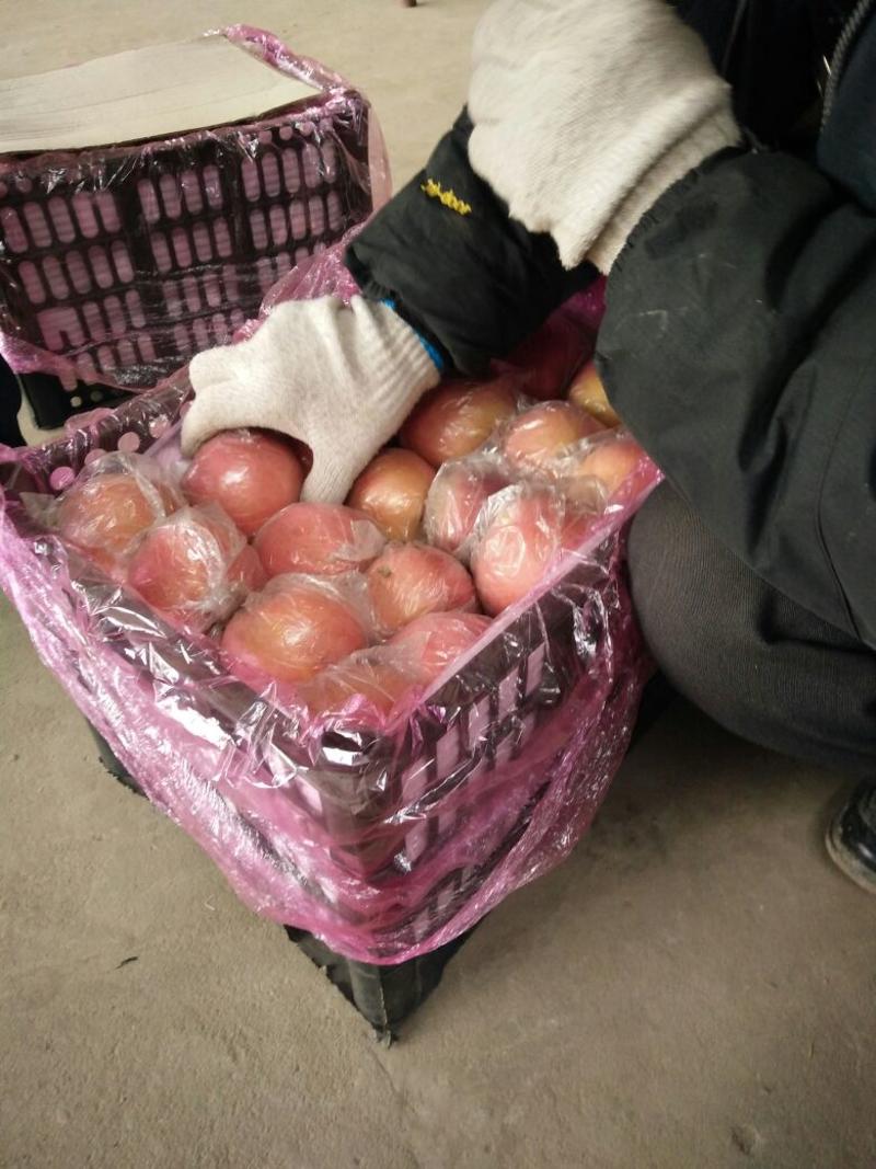 山西临猗坡上红富士苹果膜袋冰糖心1.0元/斤