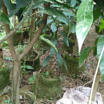 芒果树
