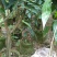 芒果树
