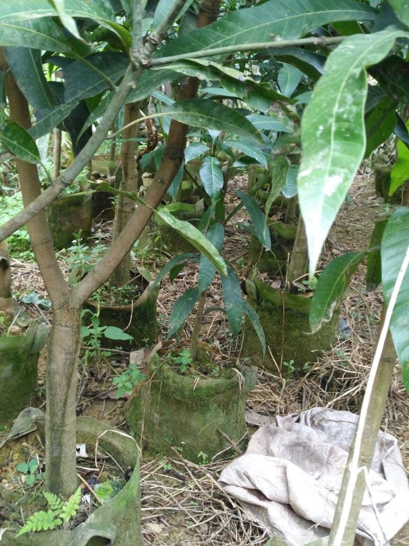 芒果树