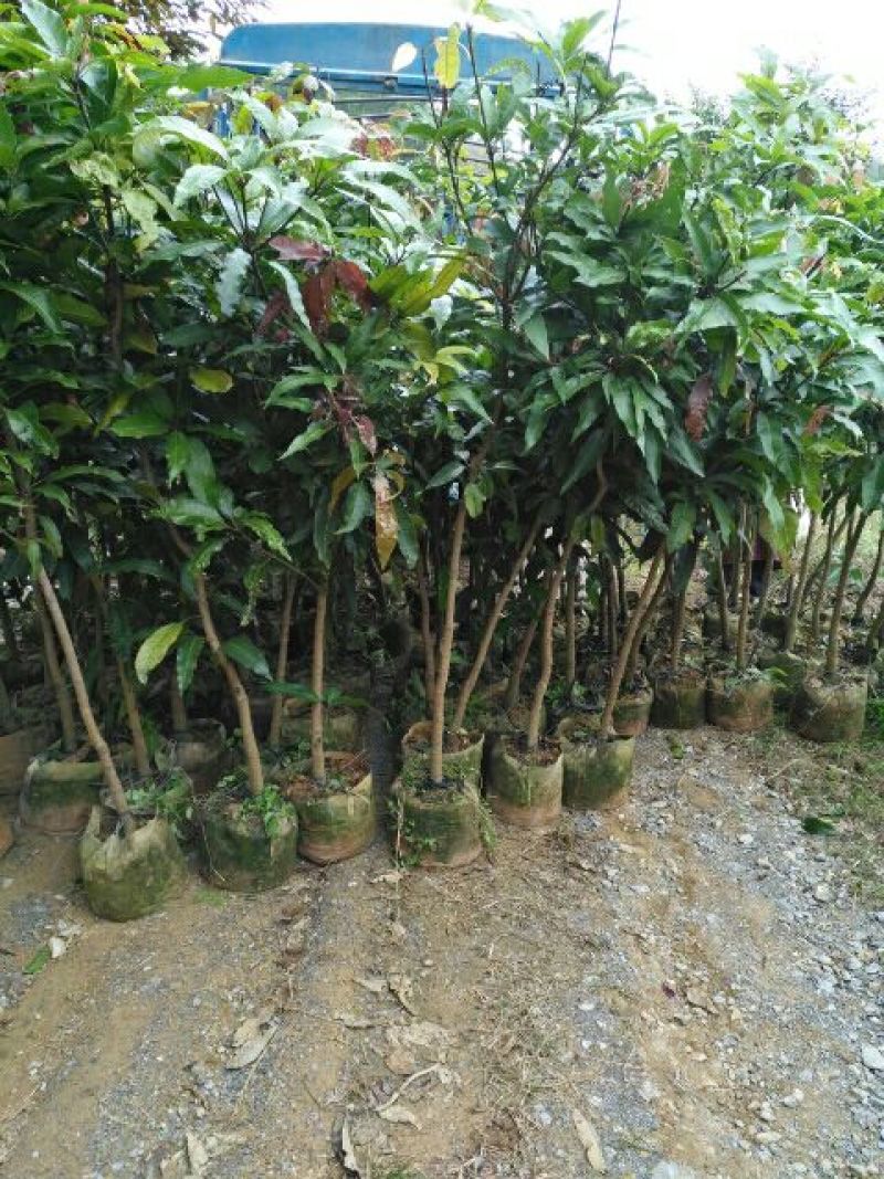 芒果树