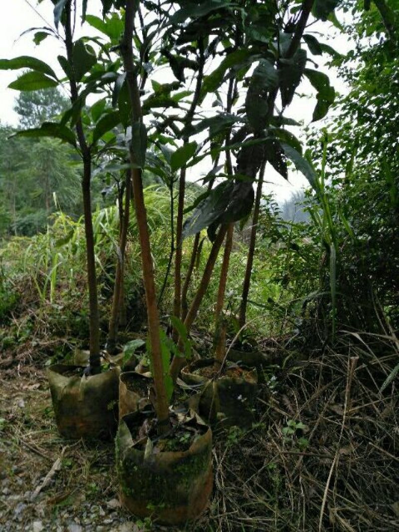 芒果树