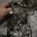 野生山豆根广豆根无阳枝烤干货足干量大