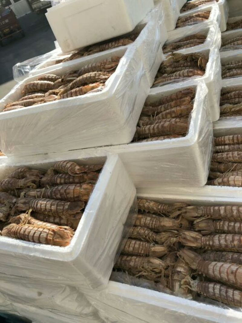 皮皮虾冻虾