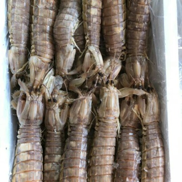 皮皮虾冻虾