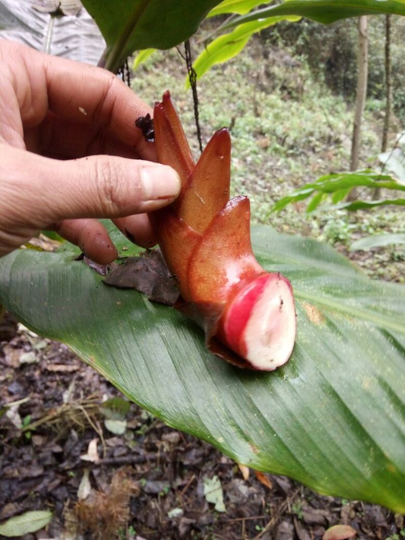 云南特产香料草果芽不一样的口感