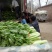 西芹50cm以上，芹菜！基地芹菜！袋装芹菜！捆把芹菜！