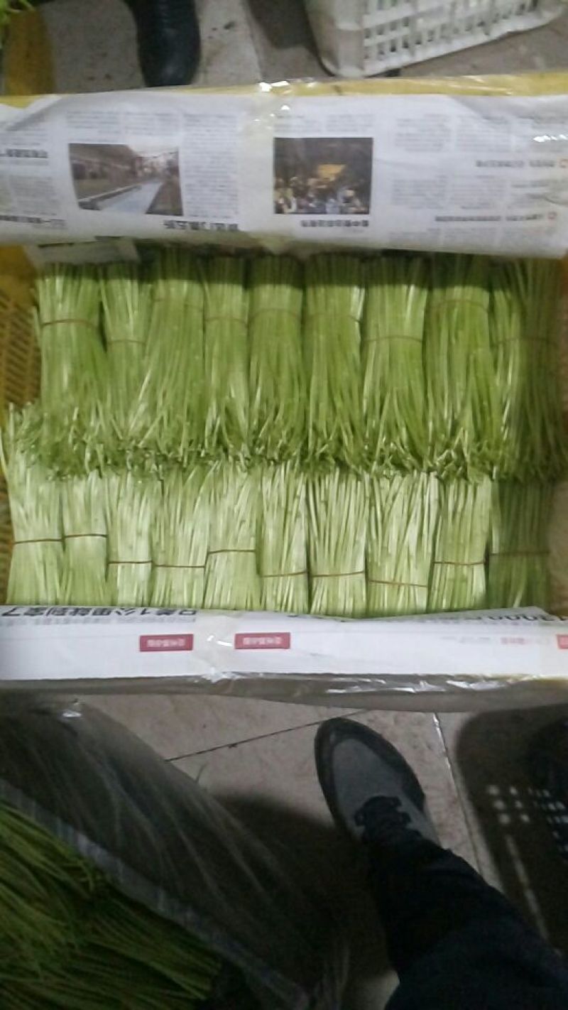 芦篙