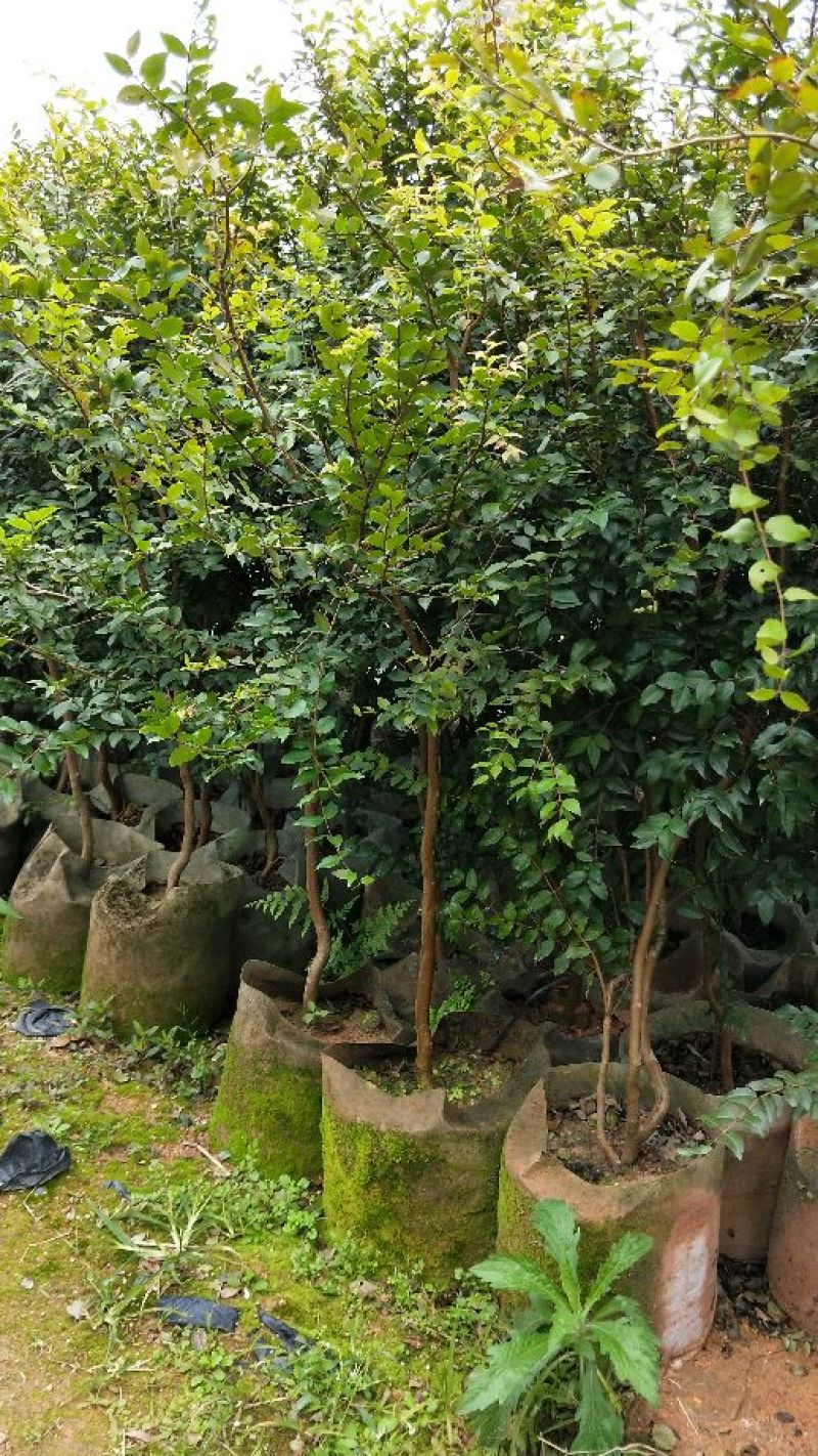 沙巴嘉宝果，四季早生嘉宝果，基地现挖现发，保证成活率