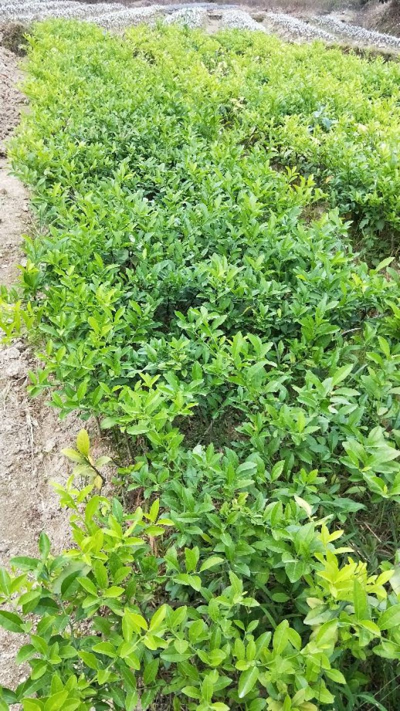 【正品】土柠檬苗，产量高收益快，保证成活率，售后服务