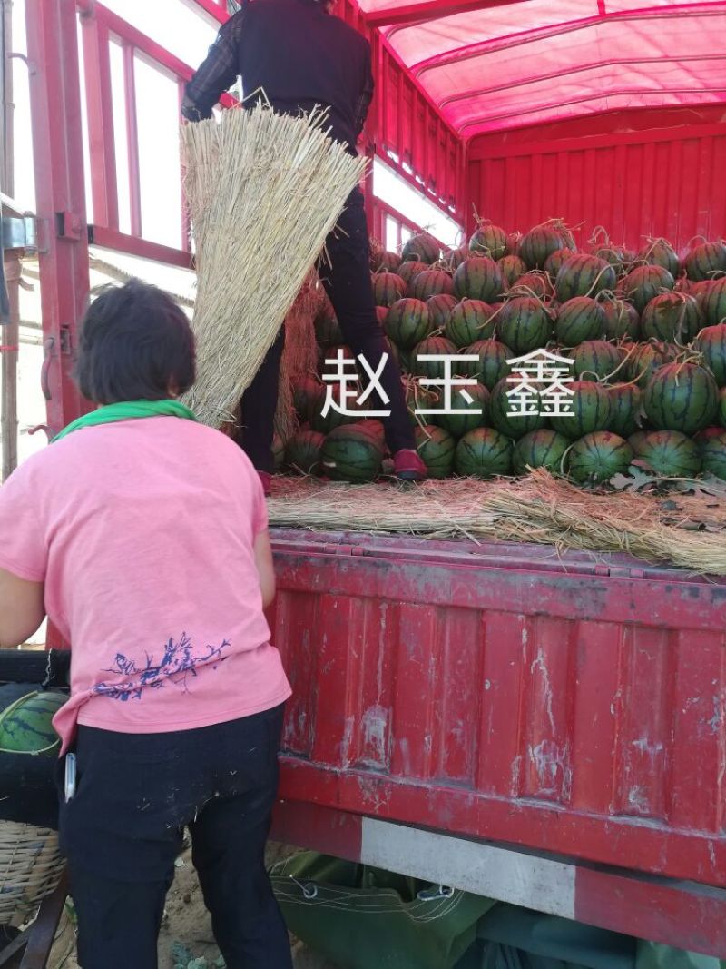 京欣西瓜黑子大红瓤口感脆甜皮薄甜度高