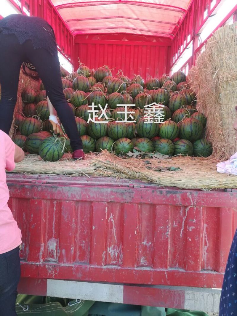 京欣西瓜黑子大红瓤口感脆甜皮薄甜度高