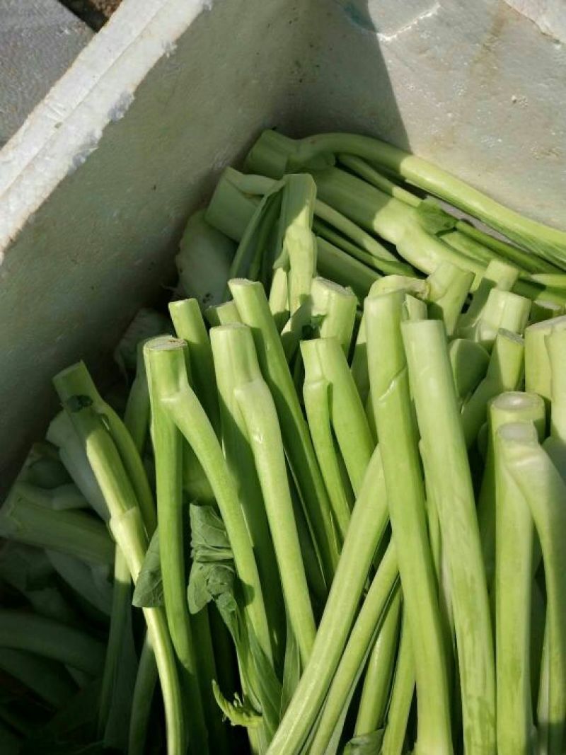 菜心、基地大量供应连州菜心上市中价格优惠