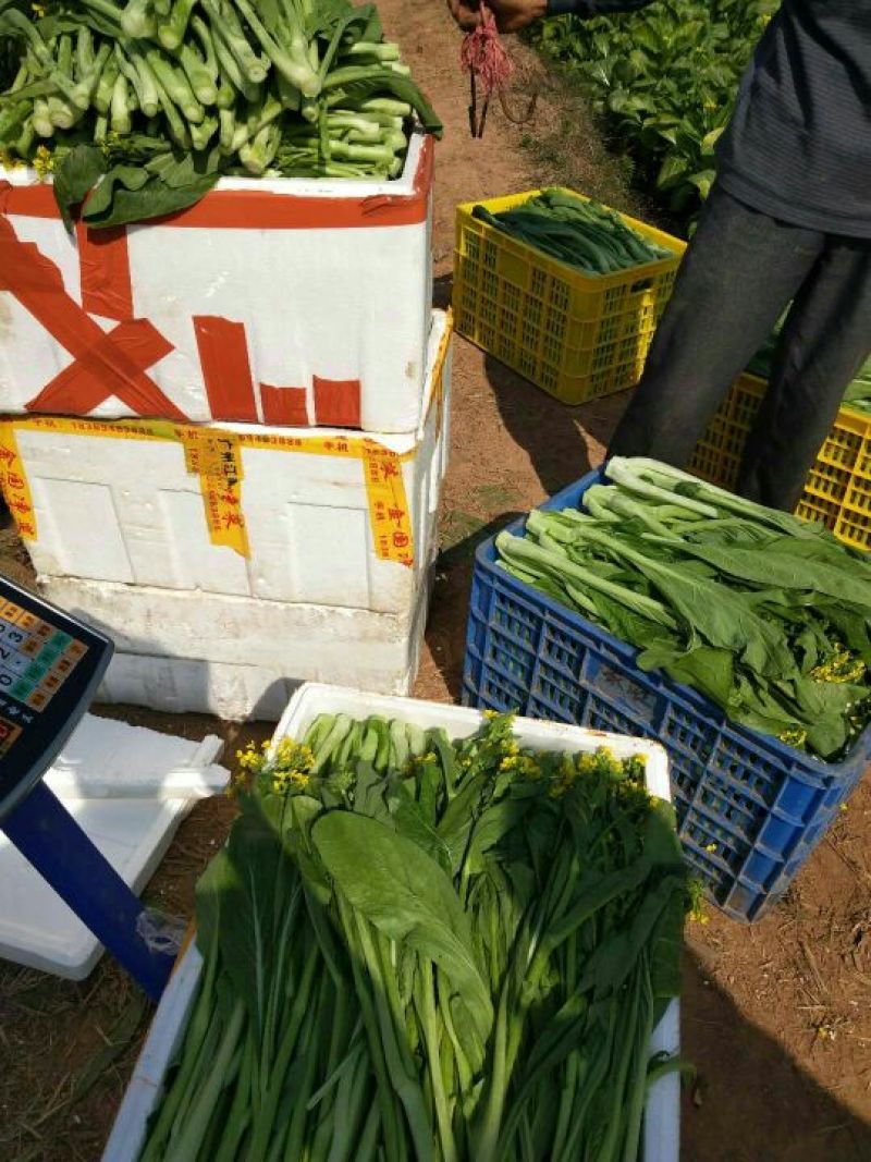 菜心、基地大量供应连州菜心上市中价格优惠