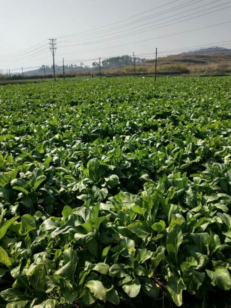 菜心、基地大量供应连州菜心上市中价格优惠