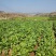 菜心、基地大量供应连州菜心上市中价格优惠