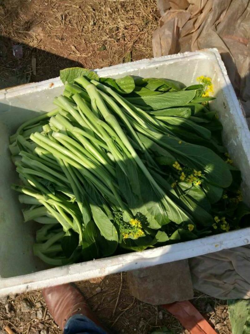 菜心、基地大量供应连州菜心上市中价格优惠