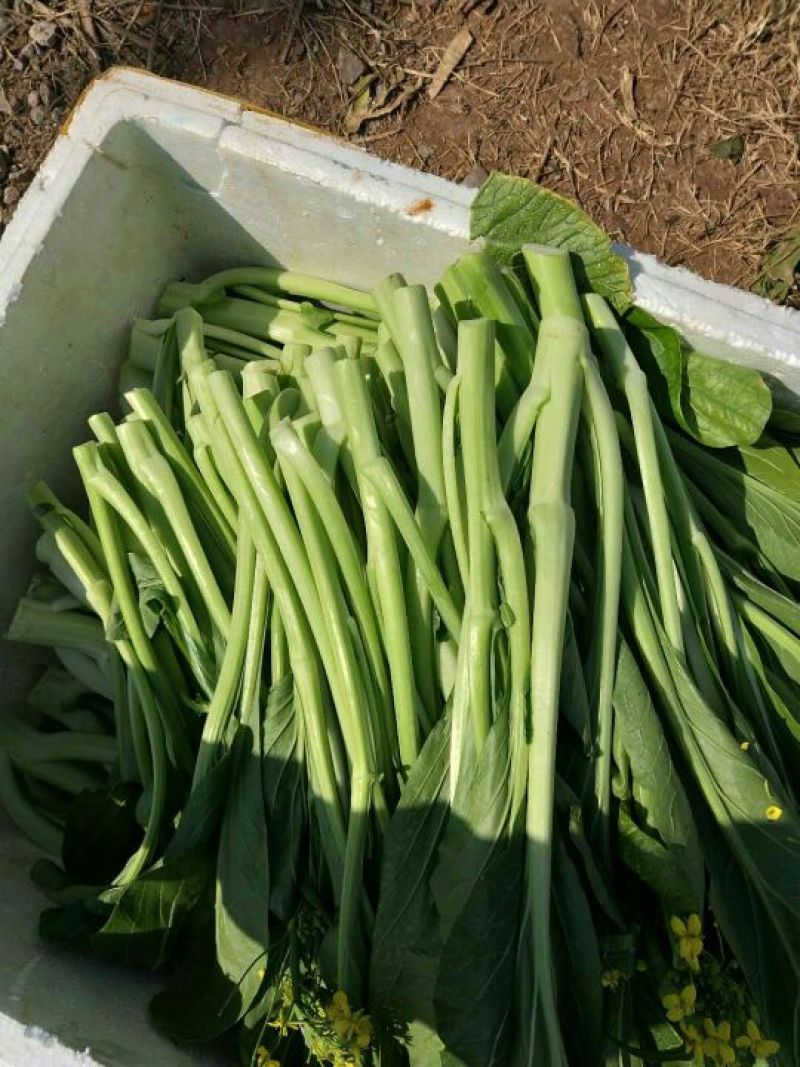 菜心、基地大量供应连州菜心上市中价格优惠