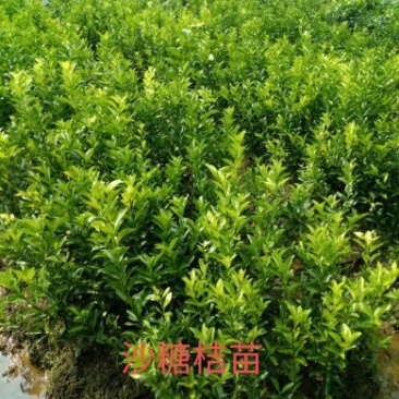 专业繁育沙糖桔苗50~80cm，货源充足，接受预定