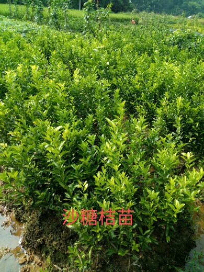 专业繁育沙糖桔苗50~80cm，货源充足，接受预定