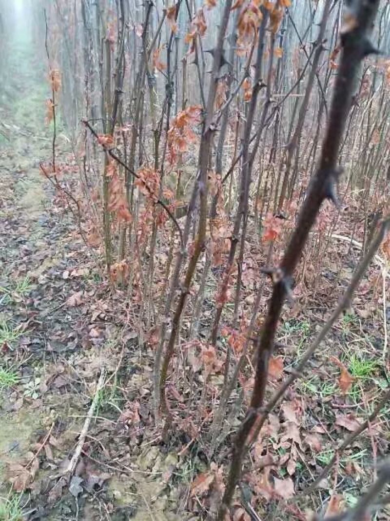 狮子头花椒苗，产量高，现挖现发成活率高量大，全国发货