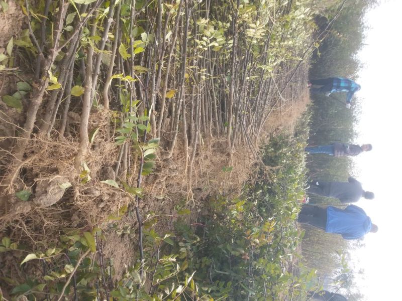 黄盖花椒苗品种好产量高果实大1~2年苗