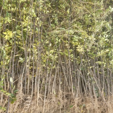 黄盖花椒苗品种好产量高果实大1~2年苗