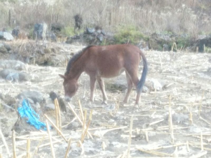 肉马100~200kg