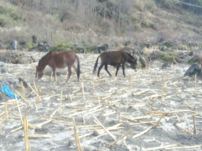 肉马100~200kg