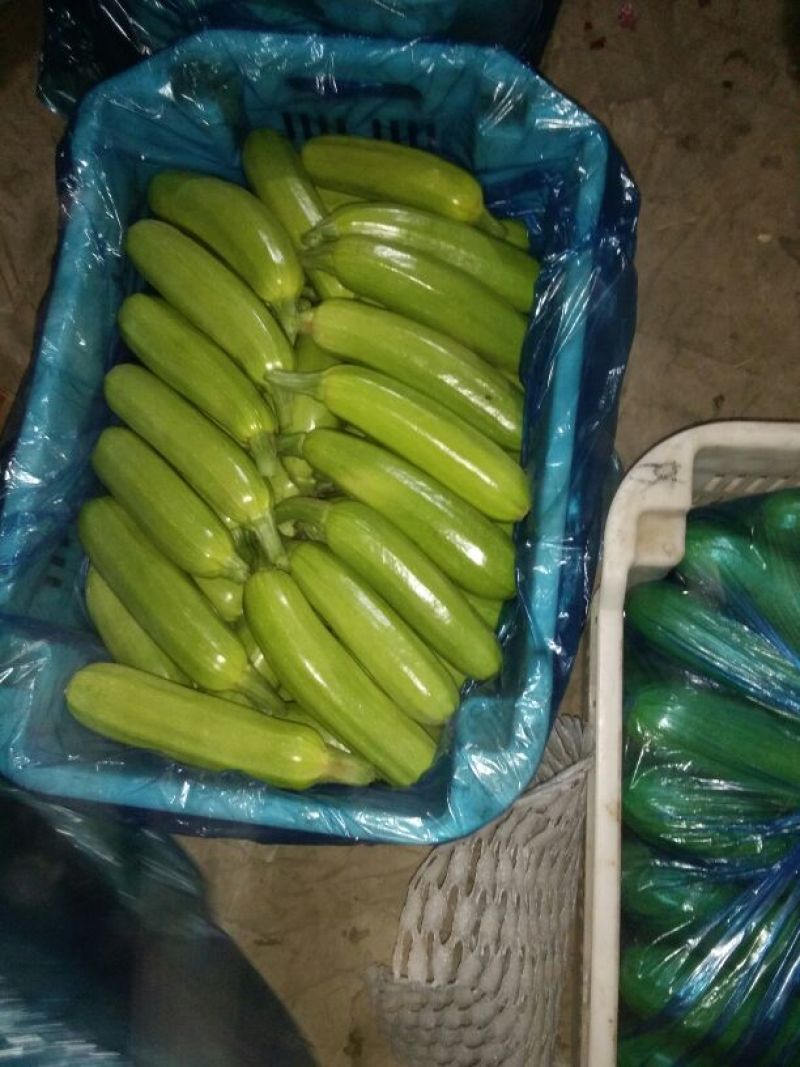 绿皮西葫芦0.6斤以上