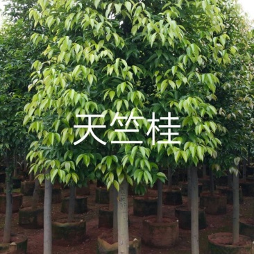 天竺桂3.5~4m