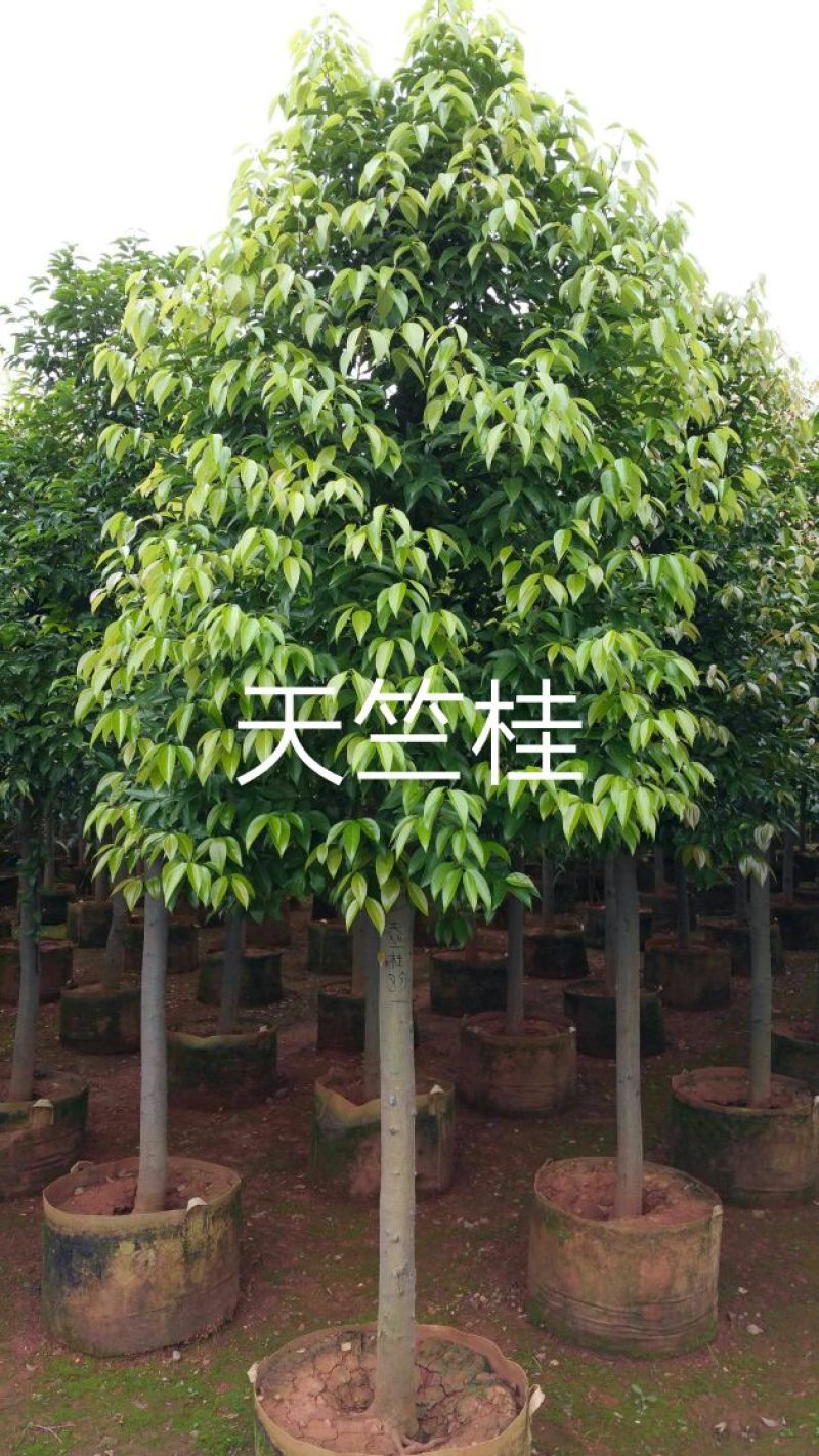 天竺桂3.5~4m