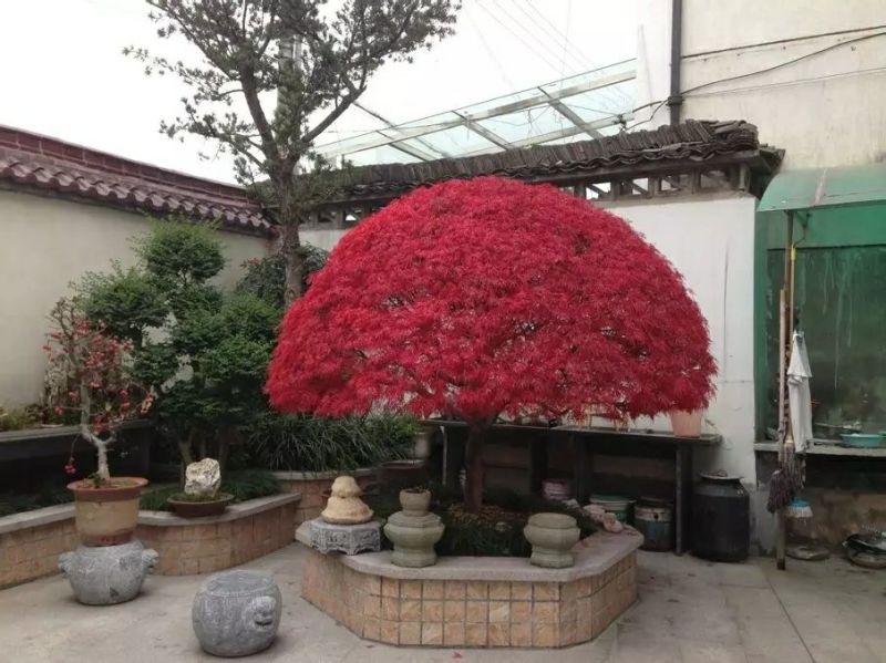 红枫庭院绿化景观树红舞姬盆景红枫庭院绿化红舞姬