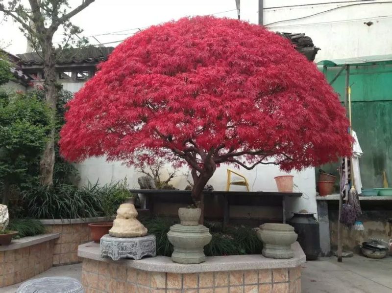 红枫庭院绿化景观树红舞姬盆景红枫庭院绿化红舞姬
