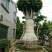细叶榕5~8m