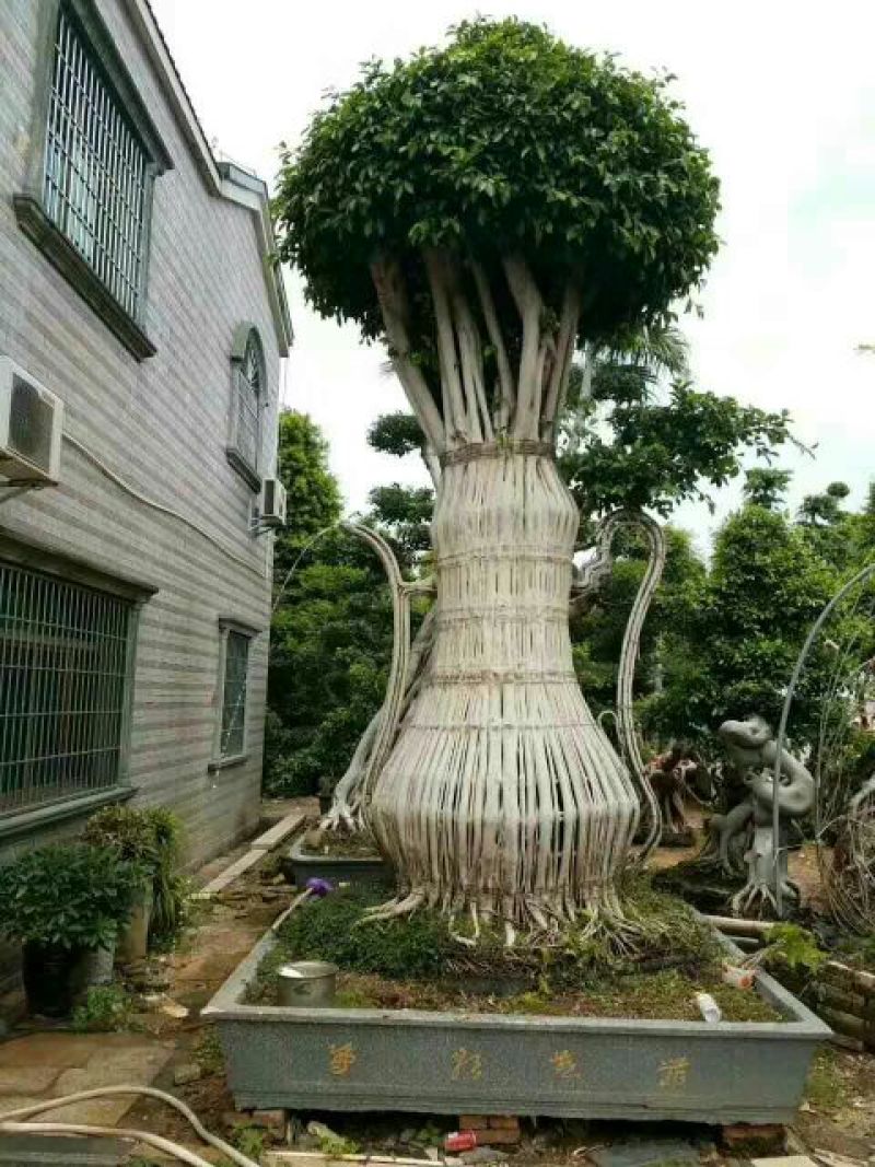 细叶榕5~8m