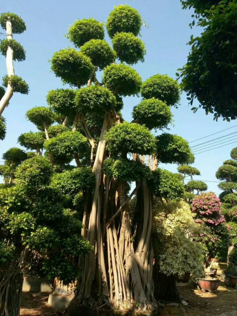 细叶榕5~8m
